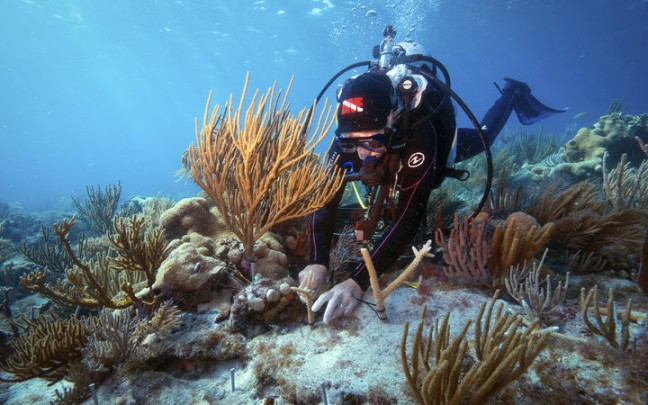 protecting coral reefs 3.jpg