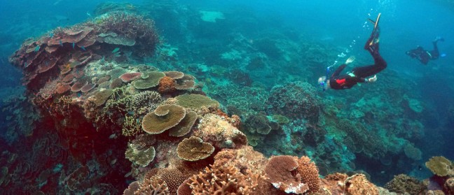 protecting coral reefs.jpg